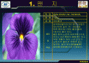 추파일년초, 추식구근화초의 학명,영명,과명,특징 2페이지