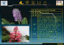 추파일년초, 추식구근화초의 학명,영명,과명,특징 5페이지