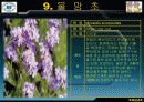 추파일년초, 추식구근화초의 학명,영명,과명,특징 10페이지