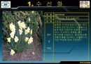 추파일년초, 추식구근화초의 학명,영명,과명,특징 13페이지