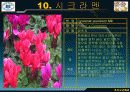 추파일년초, 추식구근화초의 학명,영명,과명,특징 22페이지