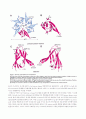 논문번역 The Crystal Structure of Nucleoplasmin-Core 6페이지