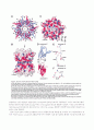논문번역 The Crystal Structure of Nucleoplasmin-Core 7페이지