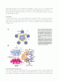 논문번역 The Crystal Structure of Nucleoplasmin-Core 9페이지