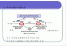AM OLED 디스플레이 FPD(Flat Pannel Display)구동방식 8페이지