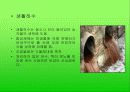 농촌의 환경오염문제에 대해서 7페이지
