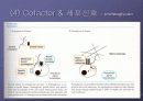 Glycosaminoglycan & Proteoglycan 26페이지