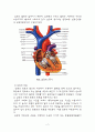 심장에 대하여 2페이지