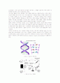 DNA fingerpriting (지문분석법) 2페이지
