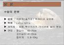 수달에 대해서... 4페이지