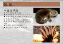 수달에 대해서... 5페이지