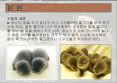 수달에 대해서... 9페이지