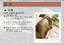 수달에 대해서... 21페이지