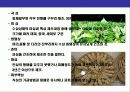 인삼에 대한 이해 11페이지