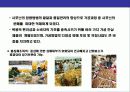 인삼에 대한 이해 16페이지