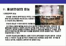 인삼에 대한 이해 17페이지