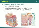산업에서의 줄기세포 이용 11페이지