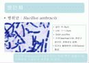 탄저병(Anthrax)에 관한 모든것(병원체,증상,역학,예방,치료,기사자료 등) 사진多 특A급// 발표 피피티자료 PPT 3페이지