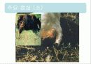 탄저병(Anthrax)에 관한 모든것(병원체,증상,역학,예방,치료,기사자료 등) 사진多 특A급// 발표 피피티자료 PPT 12페이지