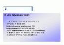 피부의 구조 및 구성  14페이지