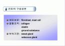 피부의 구조 및 구성  29페이지