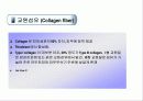 피부의 구조 및 구성  30페이지