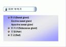 피부의 구조 및 구성  38페이지