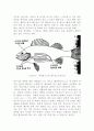 바다의 신비-회유어의 세계 6페이지