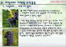 이탈리아와인 29페이지