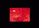 [작가조사] 야요이 쿠사마(Yayoi Kusama) 11페이지