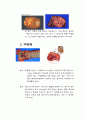 국가 5대암의 원인과 증상, 예방법 2페이지
