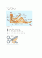 근육심리학에대해서 1페이지