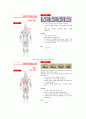 프리웨이트를 이용한 웨이트 트레이닝 방법 15페이지