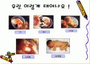 (인간행동--인간의 성장과 발달) 태내기와 영아기 5페이지