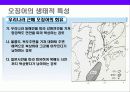 오징어에 대한 이해 11페이지
