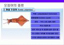 오징어에 대한 이해 14페이지