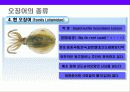 오징어에 대한 이해 16페이지