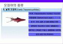 오징어에 대한 이해 18페이지