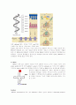 RNA (Ribo Nucleic Acid) 3페이지