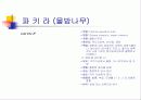 관엽식물  43페이지