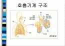 건강사정 호흡기계 파트 파워포인트로 정리  3페이지