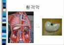 건강사정 호흡기계 파트 파워포인트로 정리  11페이지