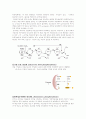 ATP(adenosine triphosphate)의 합성과정 4페이지