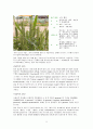 벼와 밀 그리고 보리에 관하여 5페이지