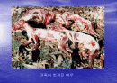 [환경]인간은 동물을 배려하고환경을 보호할 의무를 지니는가 11페이지