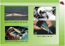 환경호르몬(내분비계 장애물질) 10페이지