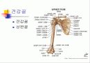 오십견과 견관절의 이해 및 재활운동 13페이지