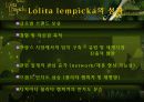 롤리타 렘피카의 마케팅성공사례 17페이지