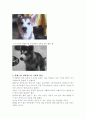 내가 좋아하는 애완동물 - 알레스칸말라뮤트 2페이지