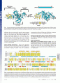 Structure of a peptide : N-glycanase-Rad23 complex: Insight into the deglycosylation for denatured glycoproteins 2페이지